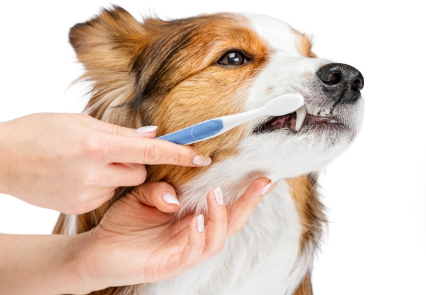 Einem Hund werden die Zähne geputzt mit einer Zahnbürste