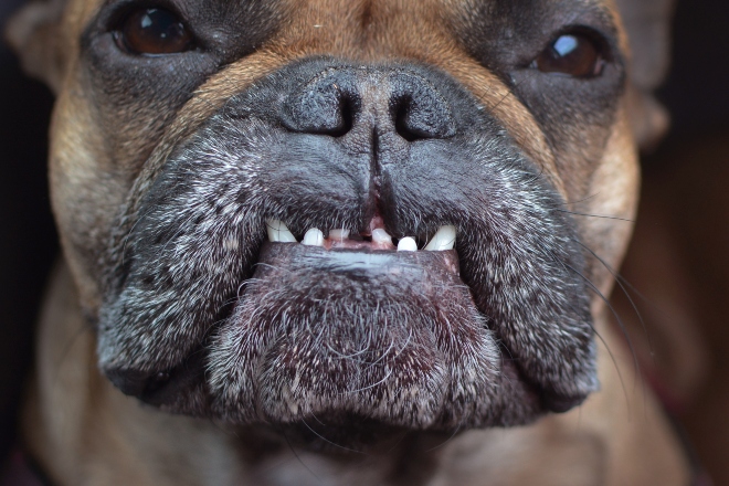 Karies beim Hund verhindern HundeKausnacks Magazin