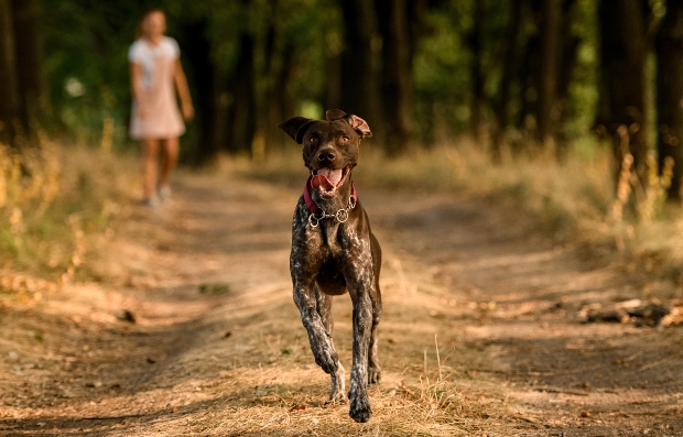 Hund rennt durch den Wald - Exotische Hundeleckereien können die Gesundheit der Hunde fördern