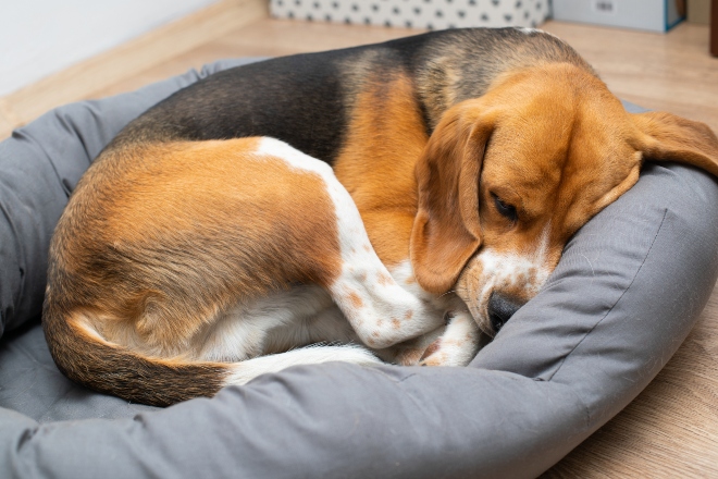 Welpe schläft im Hundebett - Tipps, damit Welpen nachts durchschlafen können