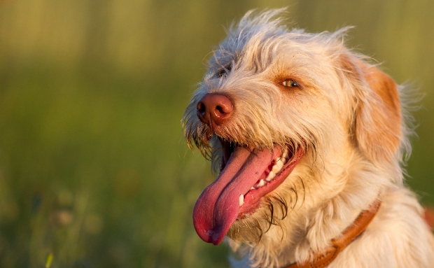 Hund hechelt nachts HundeKausnacks Magazin
