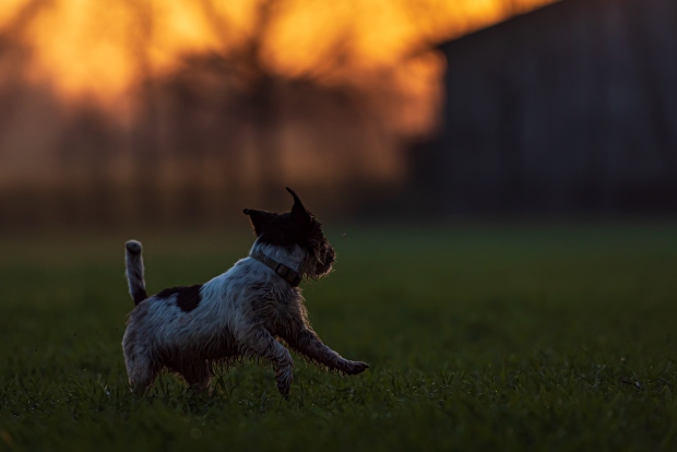 Hund tobt abends im Garten