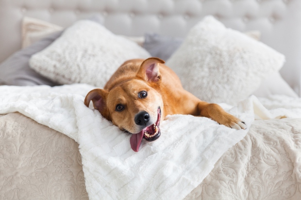 Hund mit offenem Maul und heraushängender Zunge liegt im Bett - Hund hechelt nachts
