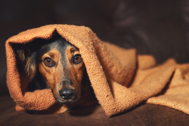 Hund hechelt nachts HundeKausnacks Magazin