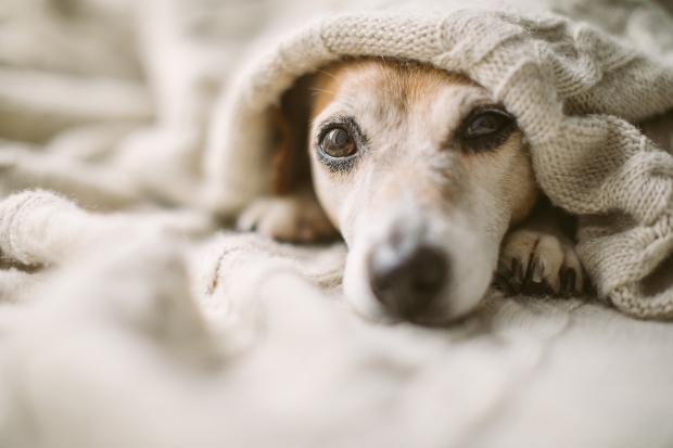 Welpe liegt im Bett mit geöffneten Augen - Tipps, damit Welpen nachts durchschlafen können