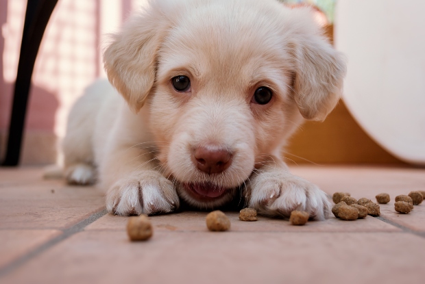 Welpe knabbert auf Hundekausnacks - Tipps, damit Welpen nachts durchschlafen können