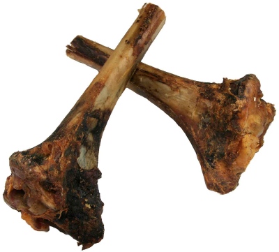 Straußen-Tibia Knochen groß