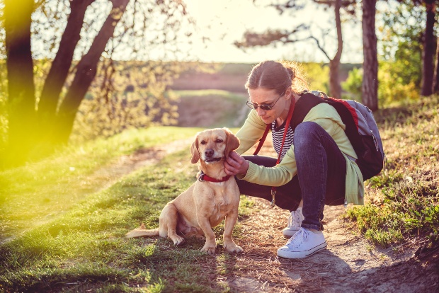 Junge Frau untersucht ihren Hund auf Hundezecken