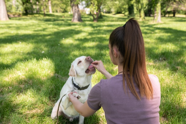 Frauchen gibt Hund einen Snack