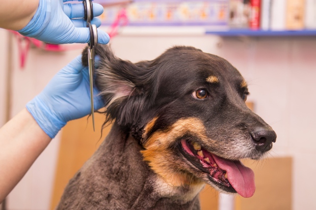 Hund beim Hundefriseur