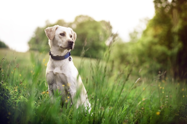 Hund mit Hundehalsband sitzt im Gras - das Halsband als Schutz vor Hundezecken