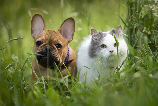 Hund und Katze im hohen Gras - Hundezecken sind allgegenwärtig