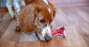 Hund nagt an Konchen- Eiweiß ist für Hunde