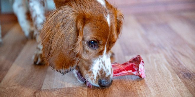 Hund nagt an Konchen- Eiweiß ist für Hunde