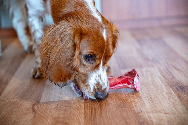 Hund nagt an Konchen- Eiweiß ist für Hunde