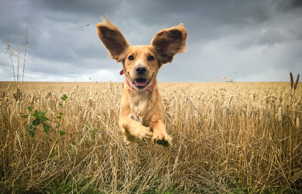 Hund springt durchs Kornfeld mit wehenden Ohren - Ohrenpflege bei Hunden ist wichtig