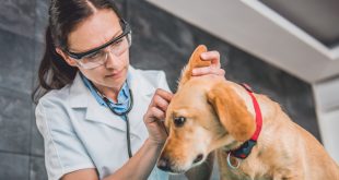 Ohrenpflege bei Hunden von einer Tierärztin