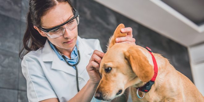 Ohrenpflege bei Hunden von einer Tierärztin