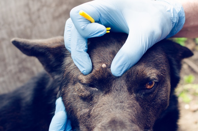 Zecke am Hundekopf - Jemand hat eine spezielle Zange zum Entfernen von Hundezecken