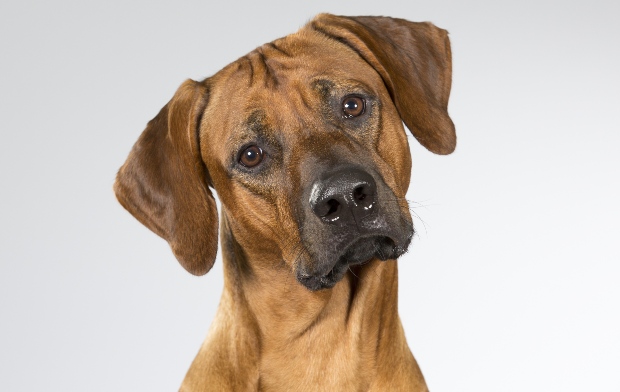Hund mit abgeknickten Ohren - Ohrenpflege bei Hunden ist wichtig