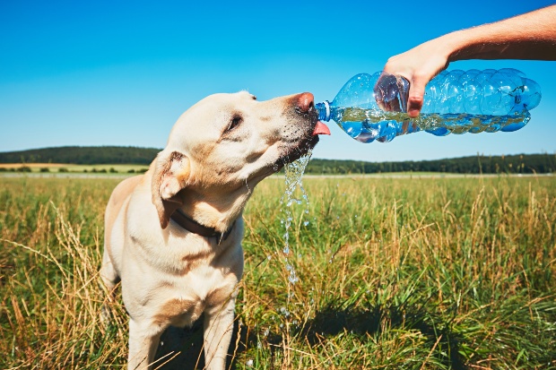 Jemand lässt Hund aus einer Wasserflasche trinken