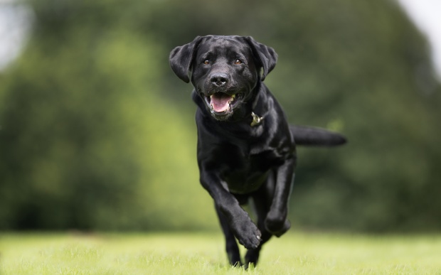 Labrador rennt über Wiese - Joggen mit Hund wenn dieser lauffreudig ist