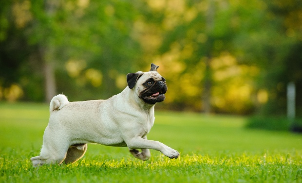 Mops rennt im Park - Joggen mit Hund nur wenn die Voraussetzungen passen