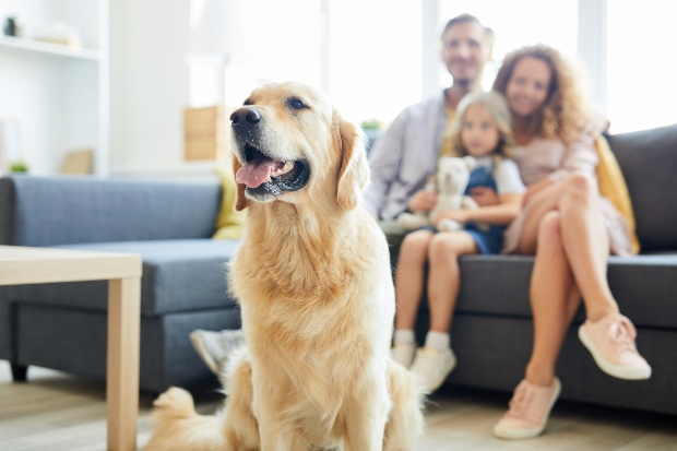 Hund im Vordergrund, Familie im Hintergrund