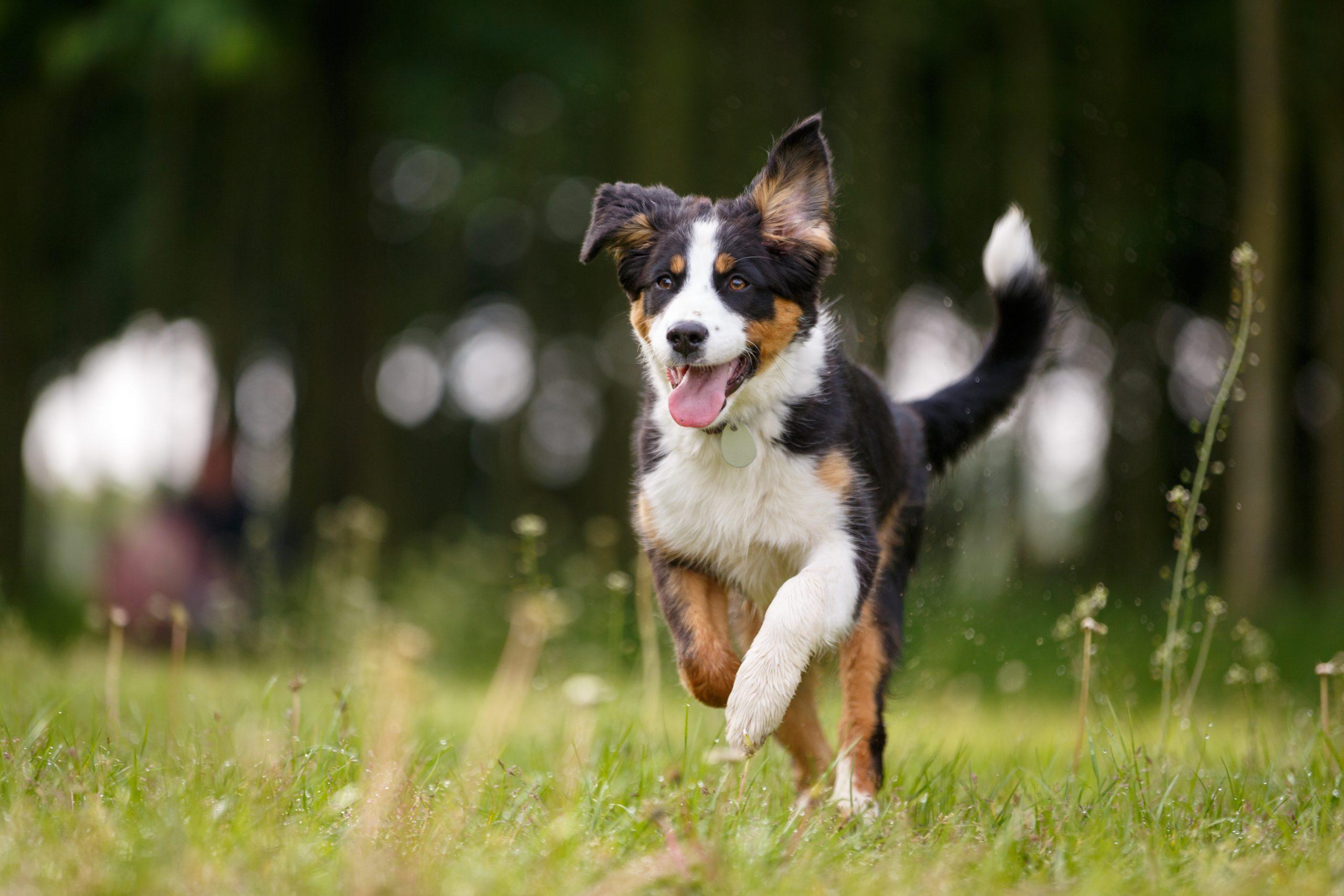 Allergische Hunde: den Alltag umstellen und Symptome lindern