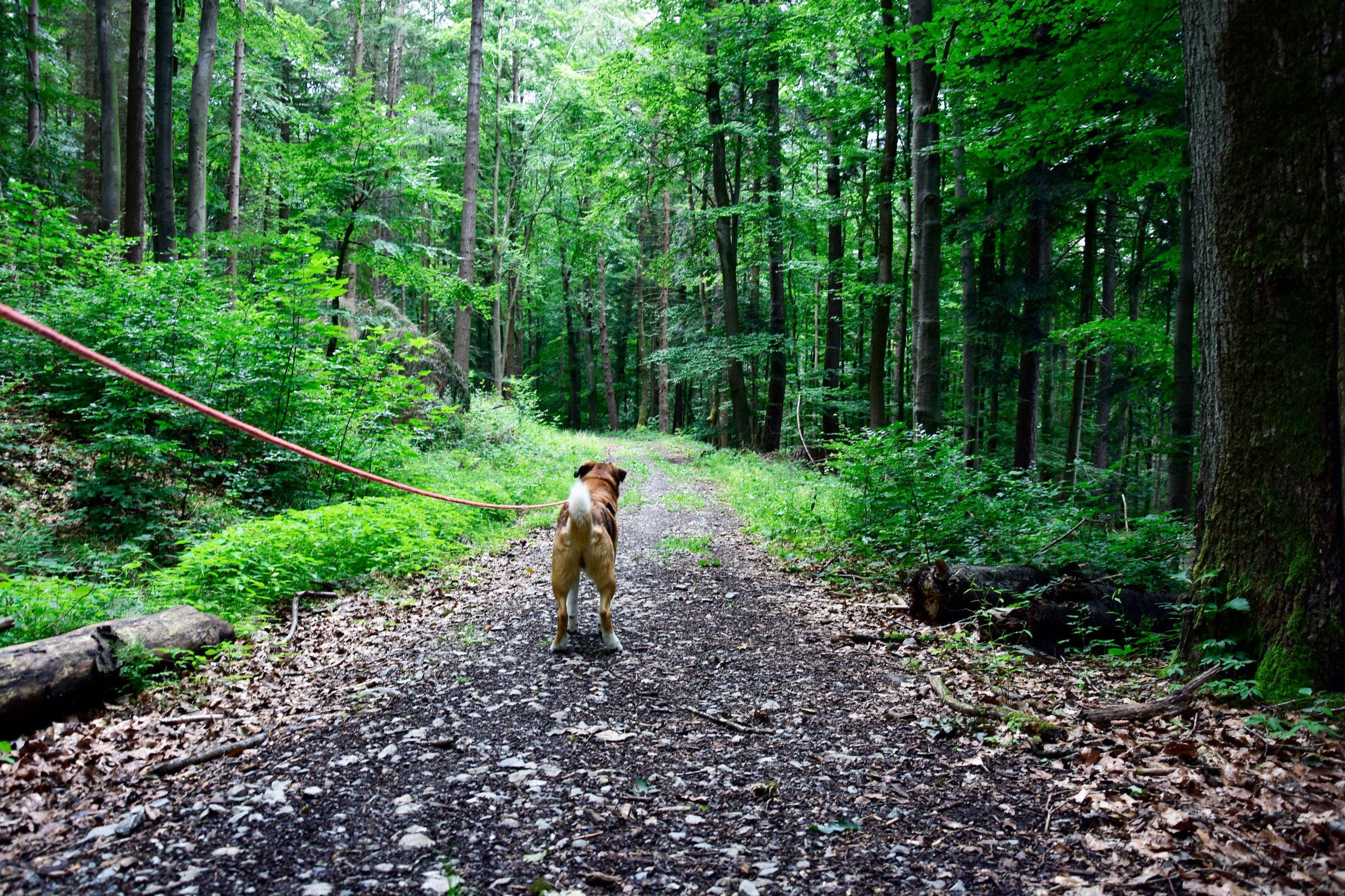 Leinenpflicht für Hunde: ein Überblick für Deutschland
