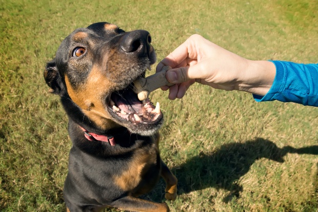 Adulter Hund bekommt Hundeknochen