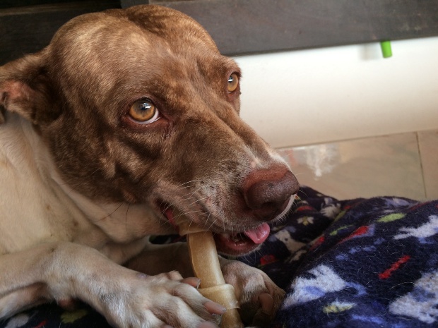 Ältere Hund kaut auf Hundeknochen - Kauknochen für alte Hunde