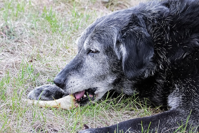 Kauknochen für alte Hunde