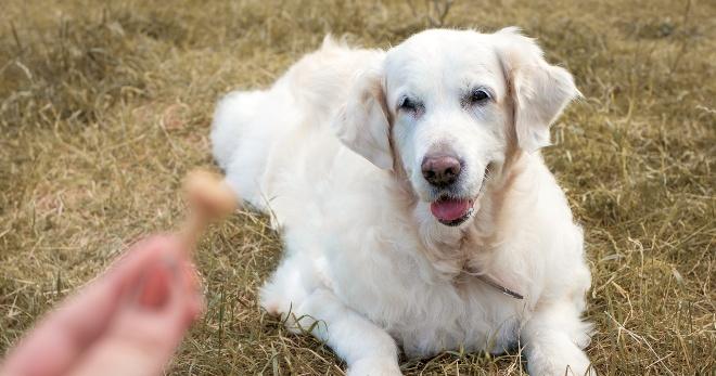 Kauknochen für alte Hunde