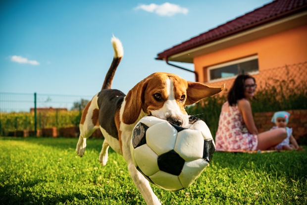 Beagle spielt im Garten mit Hund - Kleinhunde