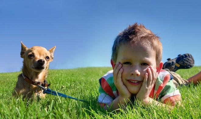 Chihuaha mit Kind - Gesellschaftshunde