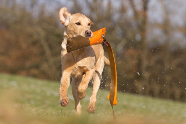 Hund mit Trainings Dummy im Maul