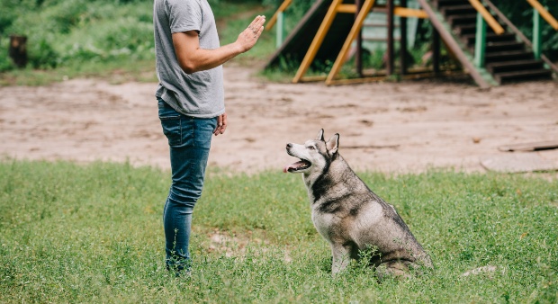 Herrchen gibt Hund Sitz Kommando 