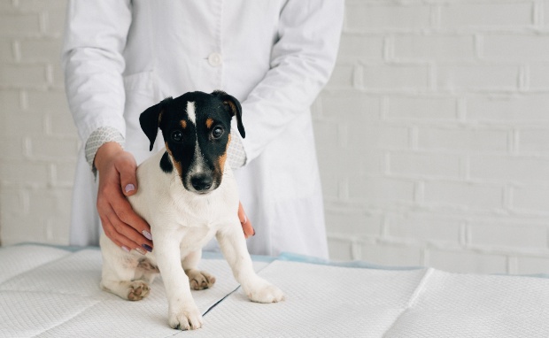 Junger Hund wird vom Tierarzt untersucht - Hüftdysplasie bei Hunden