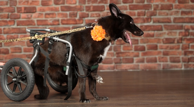 Hund mit einer rollenden Gehhilfe - Hüftdysplasie bei Hunden