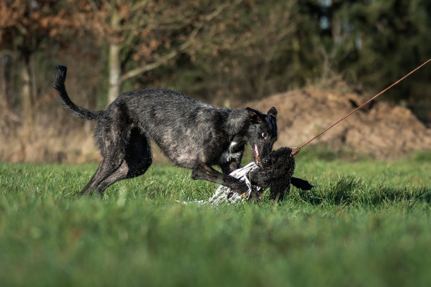 Hund beim Reizangeltraining