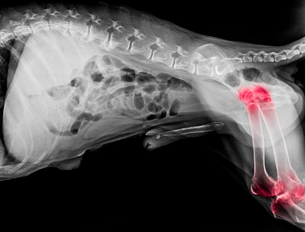 Röntgenaufnahme einer Hüftdysplasie bei Hunden