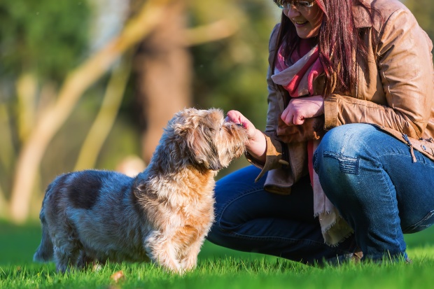 Junge Frau füttert ihrem Hund einen Snack