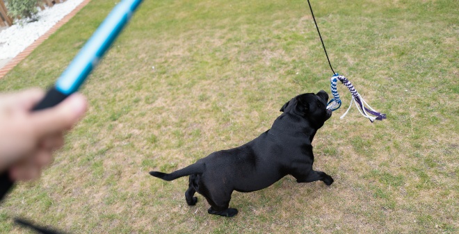 Hund beim Reizangeltraining