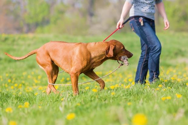 Tipps für das Reizangeltraining mit Hunden
