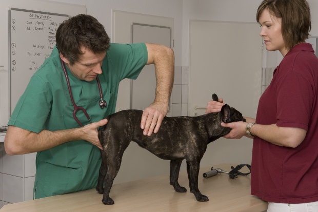 Tierarzt untersucht einen Hund - Hüftdysplasie bei Hunden
