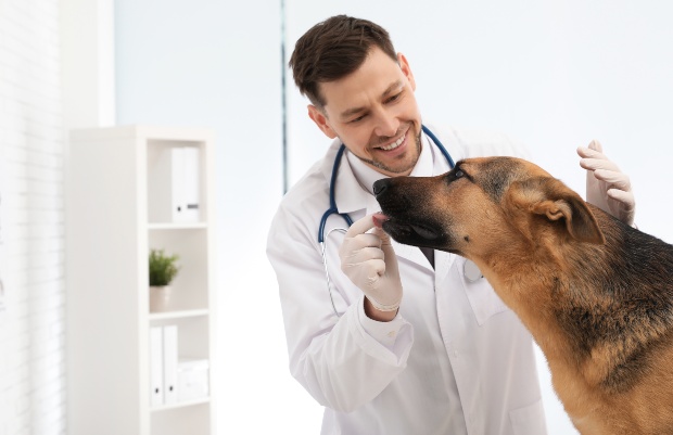 Harzt gibt Hund ein Leckerli oder ein Medikament