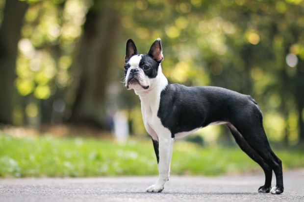 Junger Bosten Terrier (FCI Gruppe 11) - Gesellschaftshunde