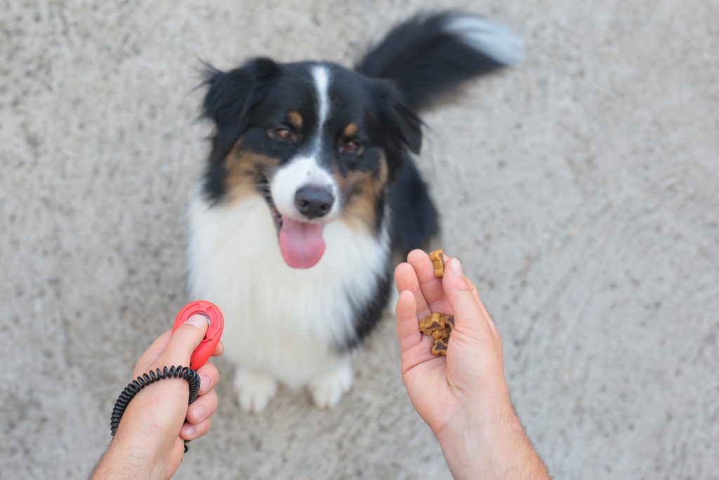 Bild vom Australian Shepherd beim Clickertraining