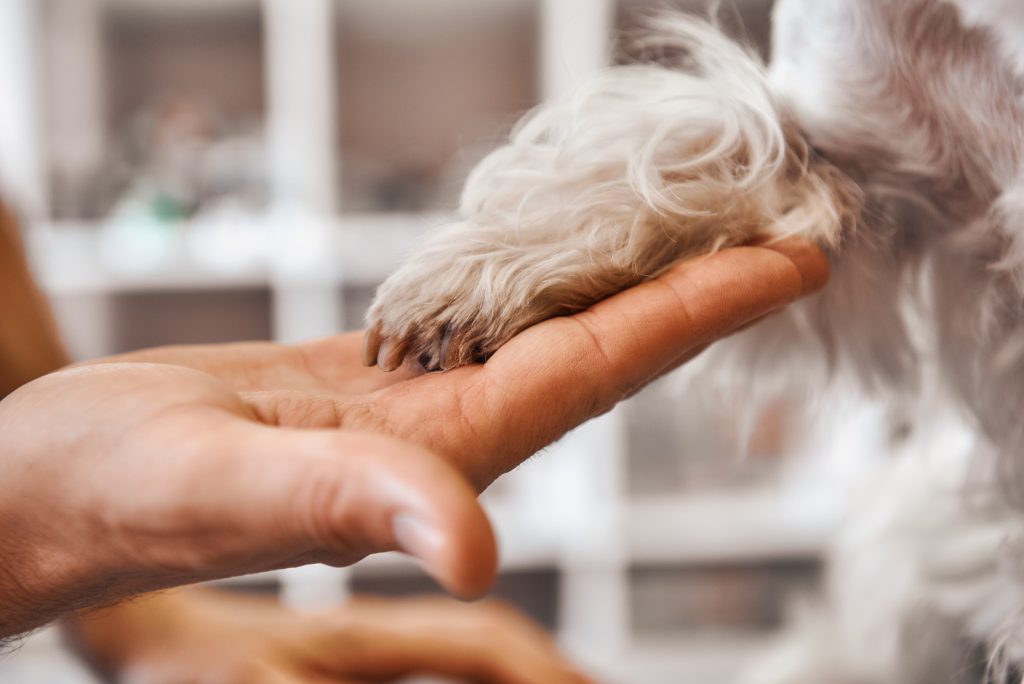 Hund gibt Pfötchen